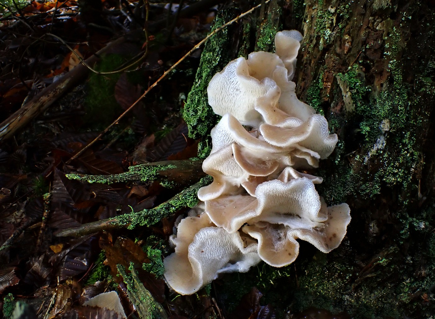 20251110 Myko Nizbor (6)