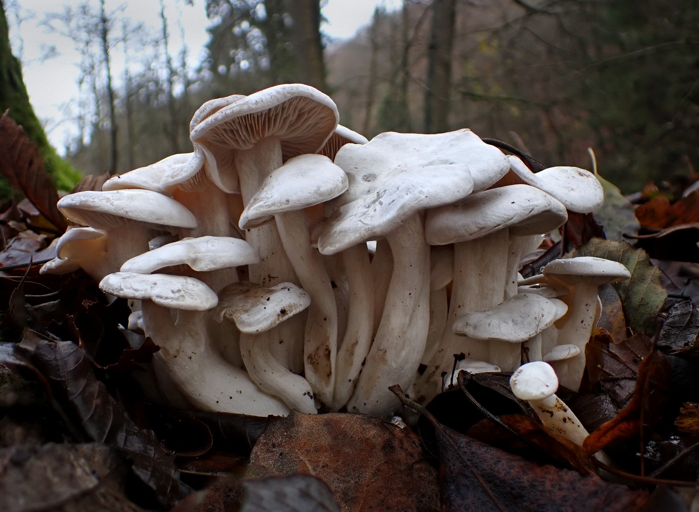 20251110 Myko Nizbor (7)