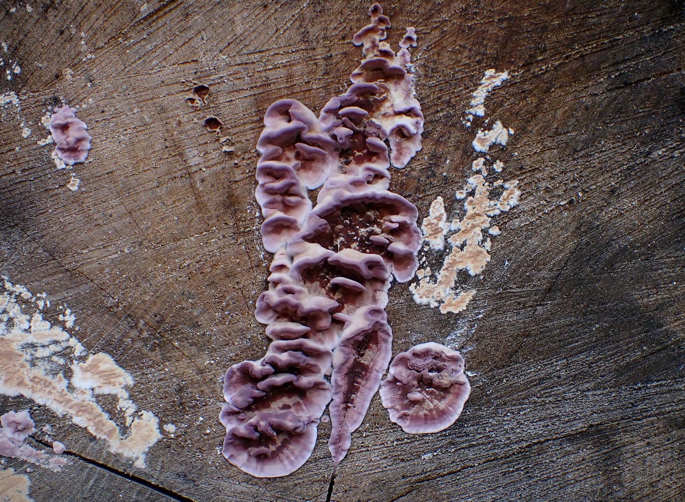 20251113 Myko M.Skala (1)