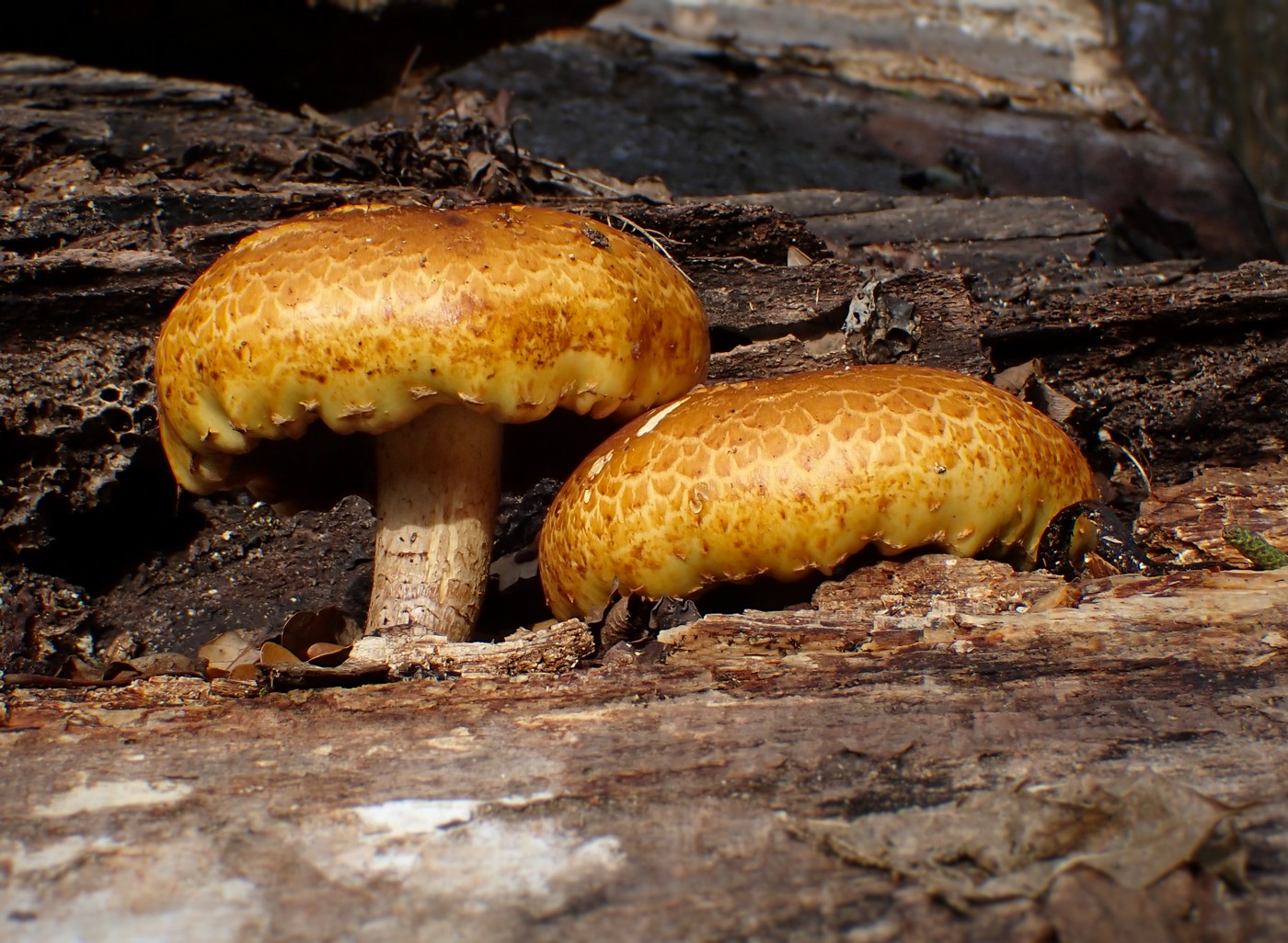 20251113 Myko M.Skala (2)