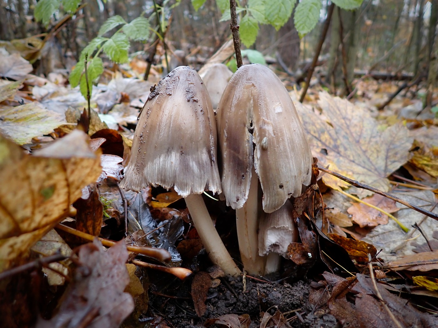 20251117 Myko Sarka (12)