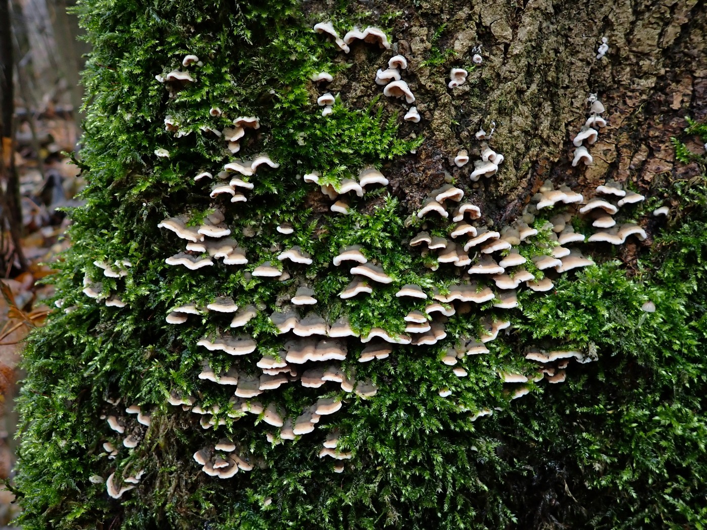 20251117 Myko Sarka (13)