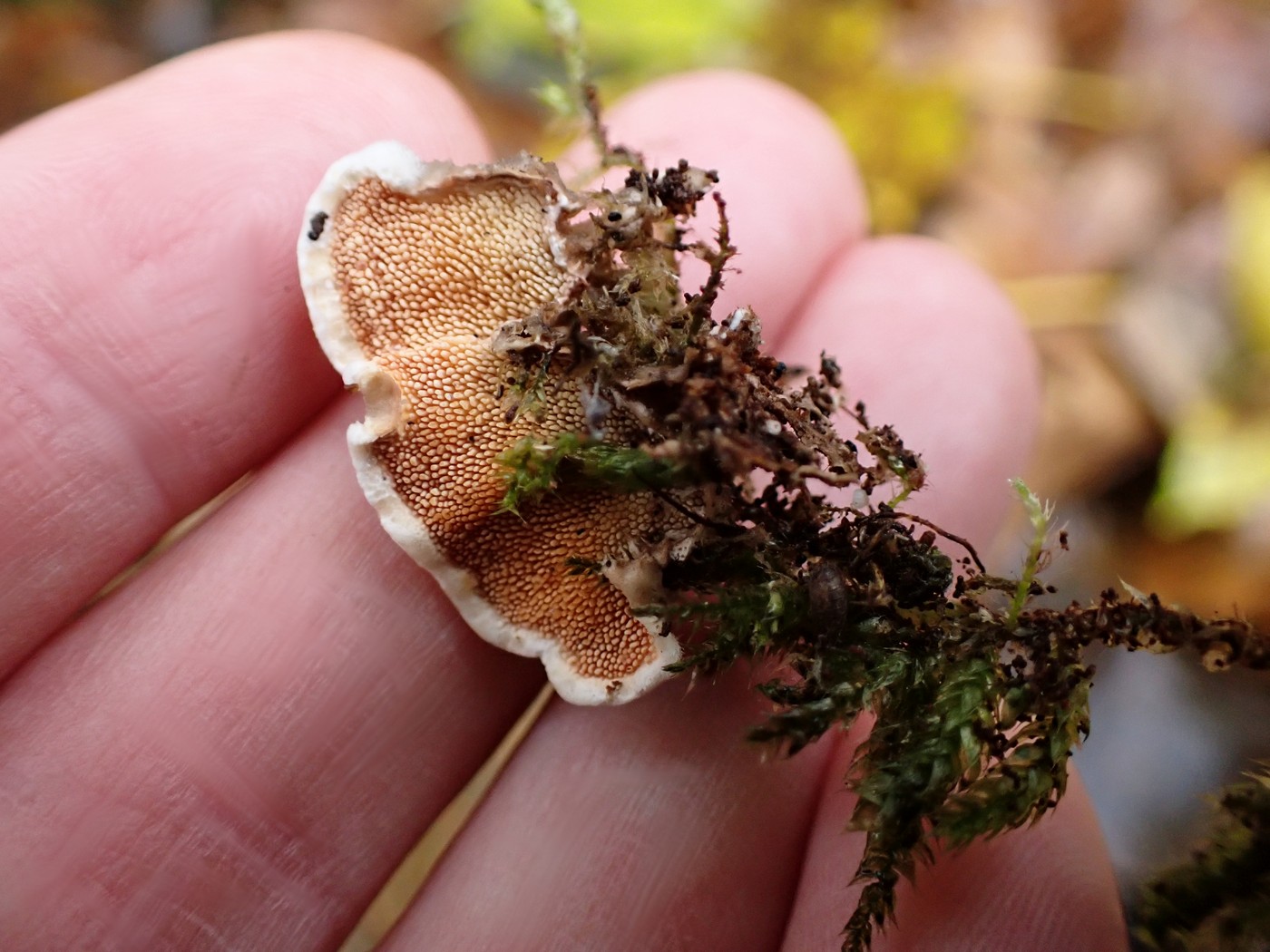 20251117 Myko Sarka (14)