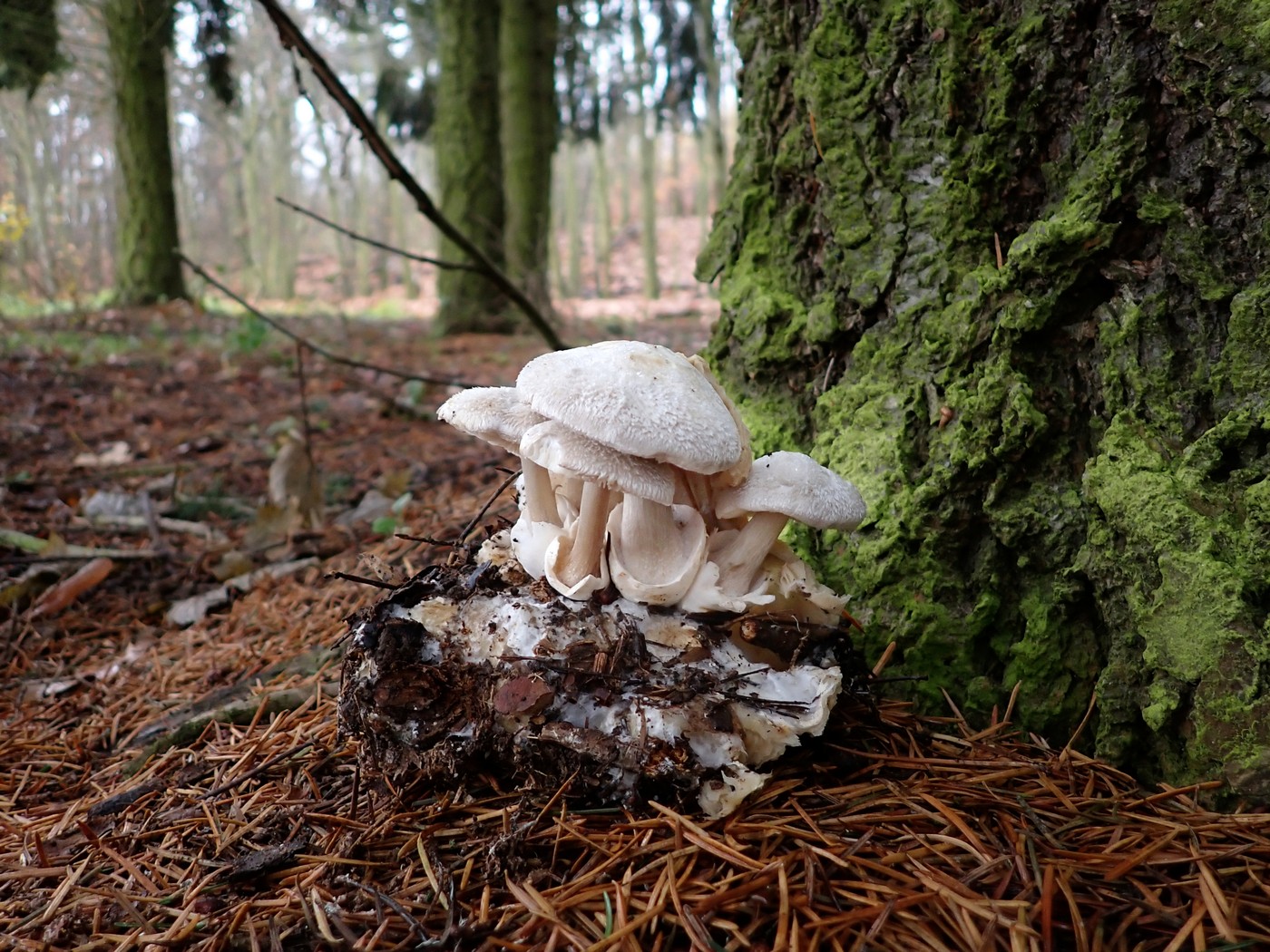 20251117 Myko Sarka (16)