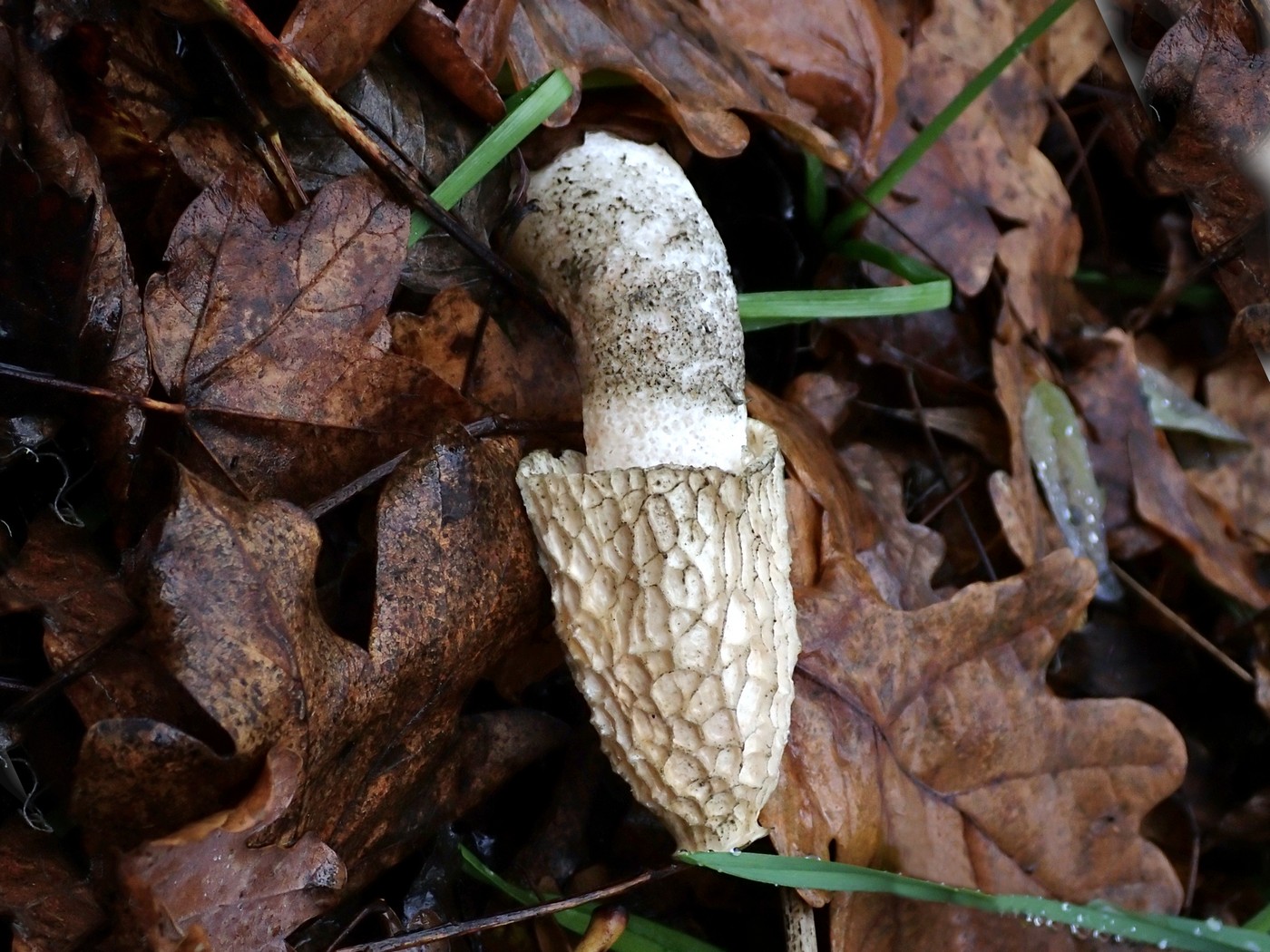 20251117 Myko Sarka (18)