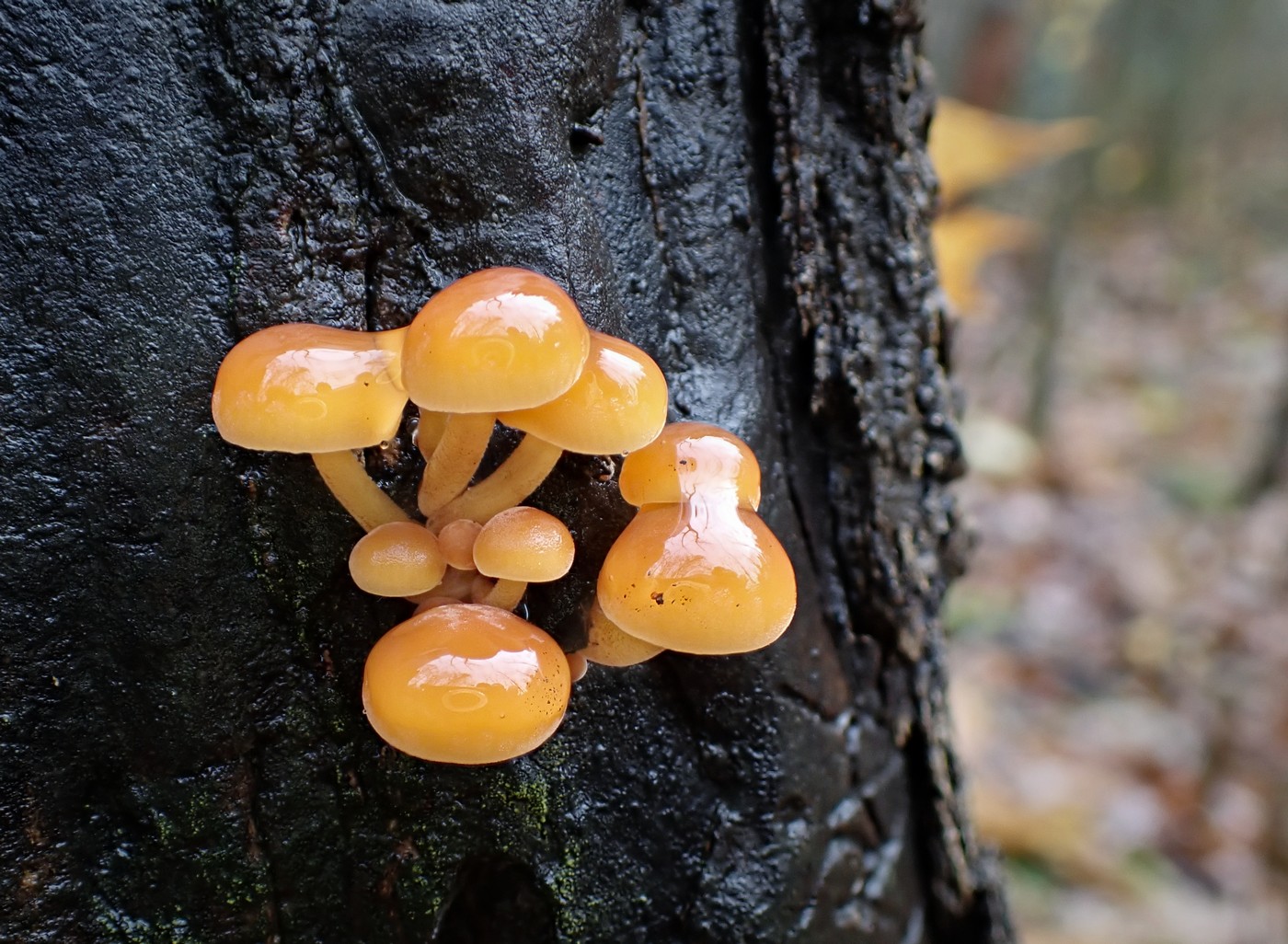 20251117 Myko Sarka (20)