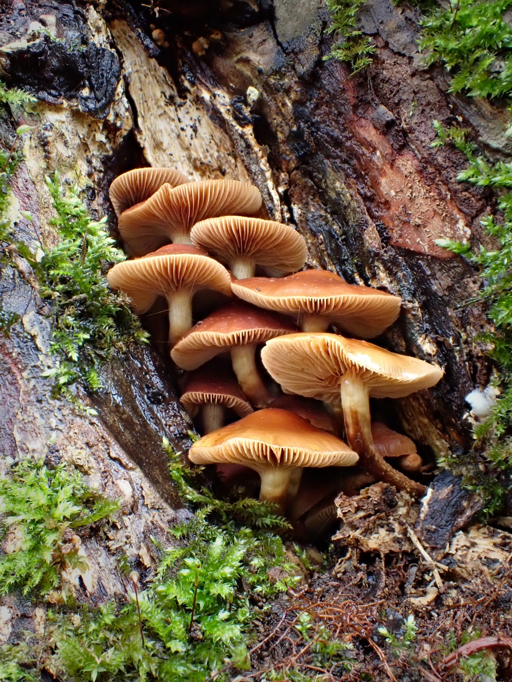 20251117 Myko Sarka (25)