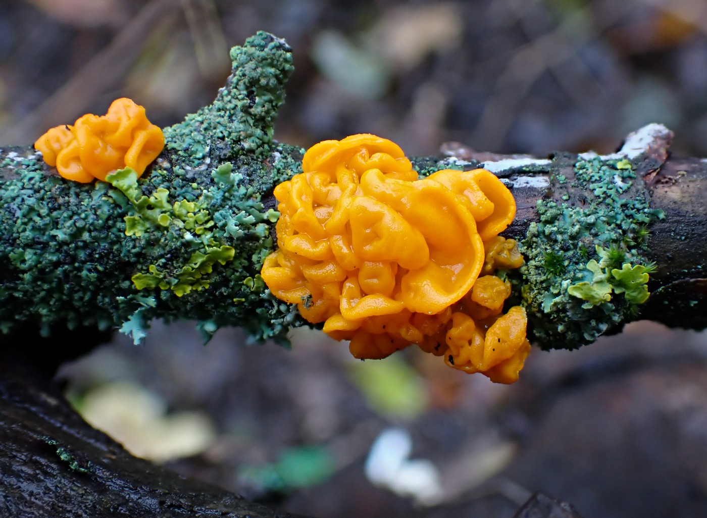 20251117 Myko Sarka (27)